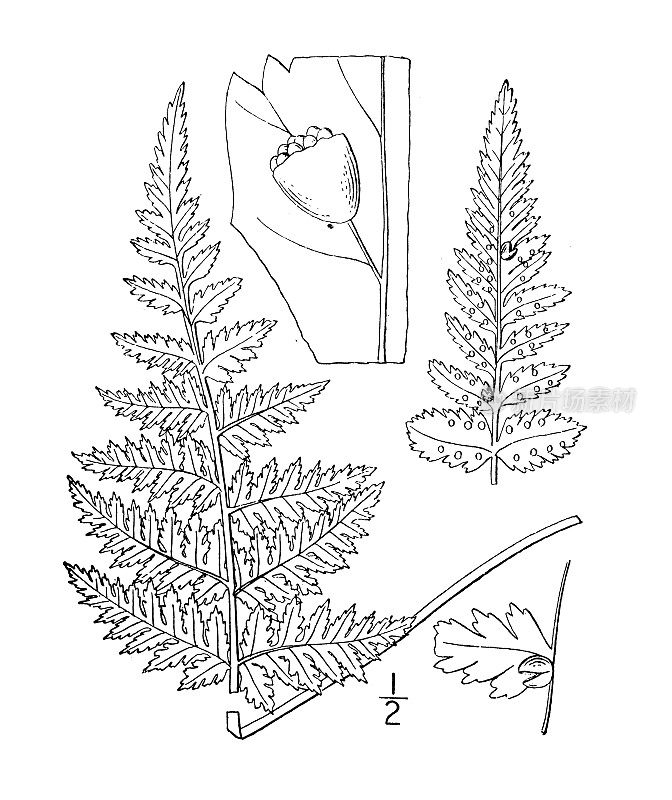 古植物学植物插图:黄独、黄独