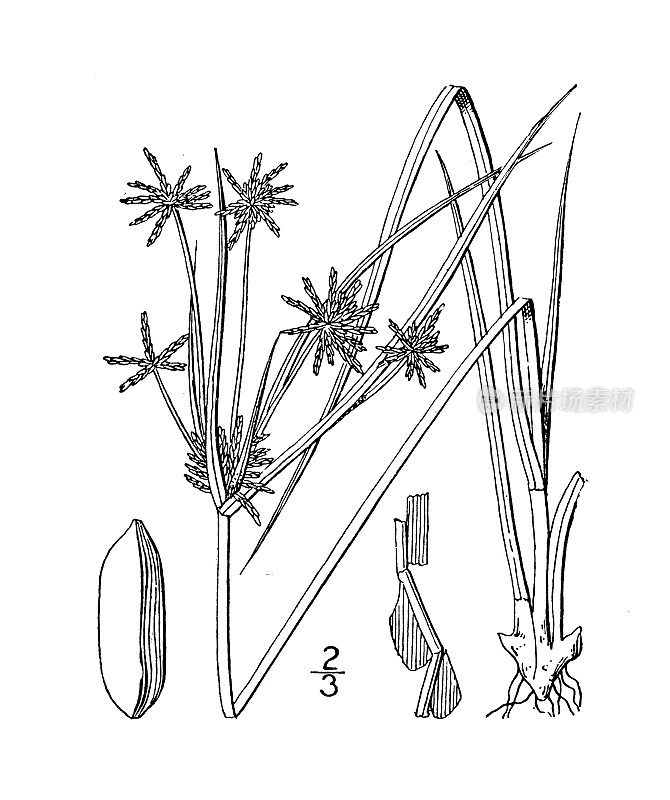 古植物学植物插图:香附，格雷的香附