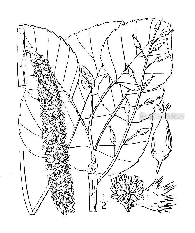 古植物学植物插图:白杨、沼泽白杨、毛杨