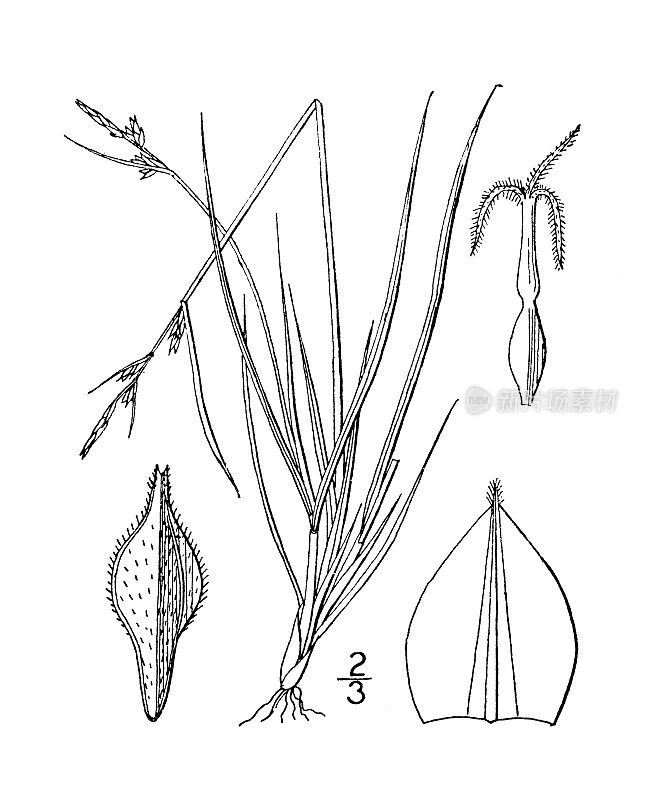 古植物学植物插图:苔草，新英格兰莎草