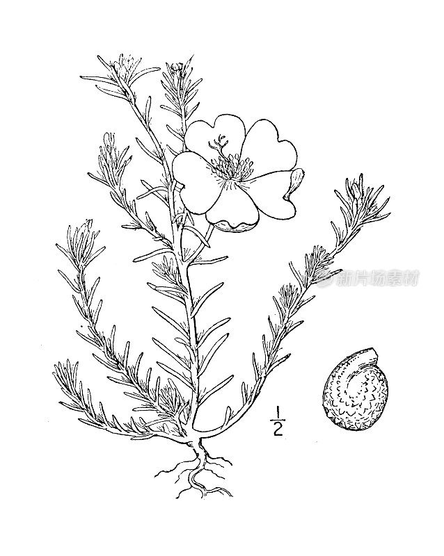 古董植物学植物插图:大马齿苋，花园马齿苋