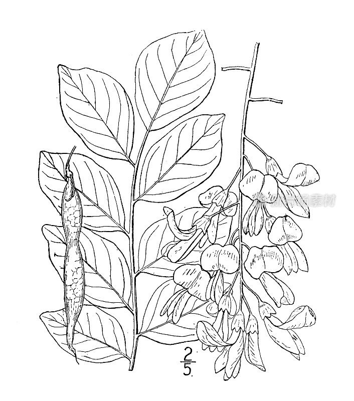 古植物学植物插图:美洲黄木