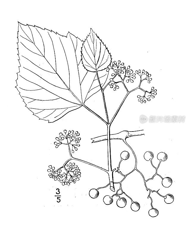 古植物学植物插图:蛇舌草，单叶蛇舌草