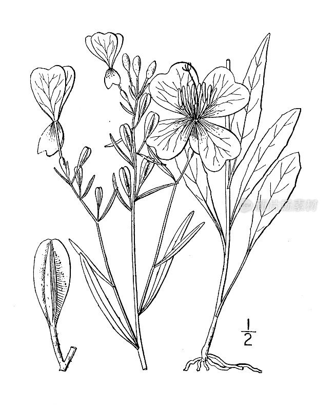 古植物学植物插图:线形的克尼菲亚，窄叶的桑椹