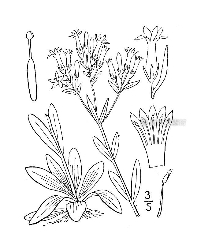 古董植物学植物插图:红苔，小世纪，血苔