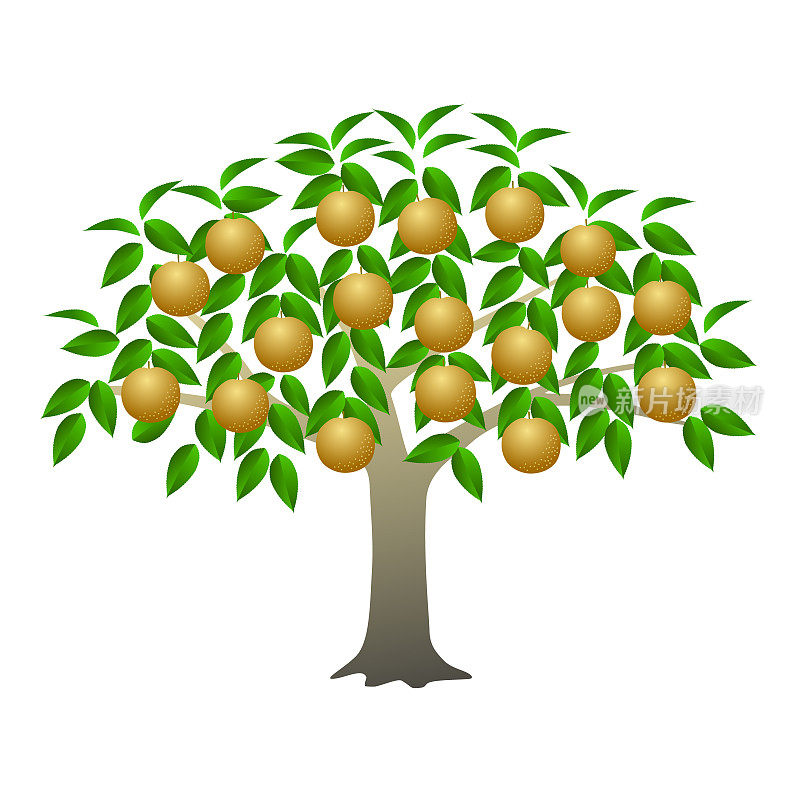 有果实的日本梨树。日本梨也被称为亚洲梨。