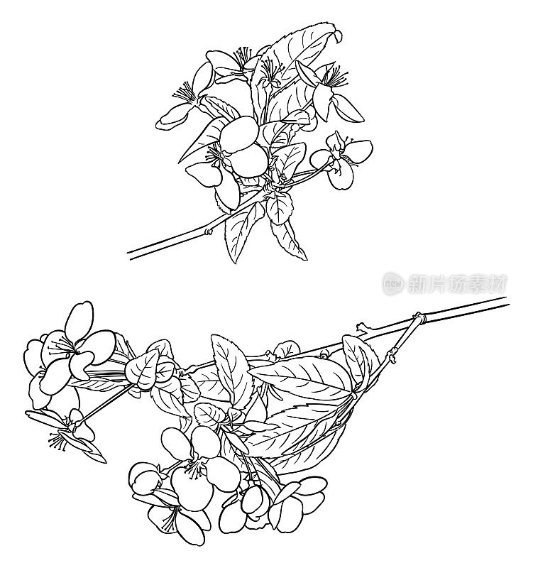 矢量绘制了一棵苹果树的树枝,上面覆盖着花