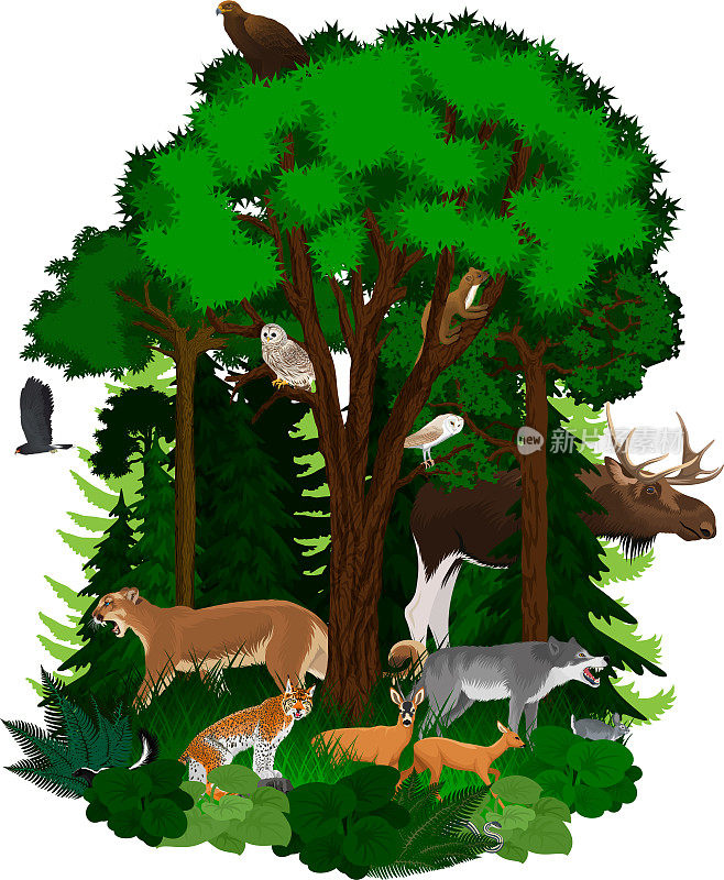 矢量林地绿色森林与动物:鹰，蛇，美洲狮，鹿，谷仓猫头鹰，风筝，驼鹿，狼，山猫，臭鼬，兔子，貂