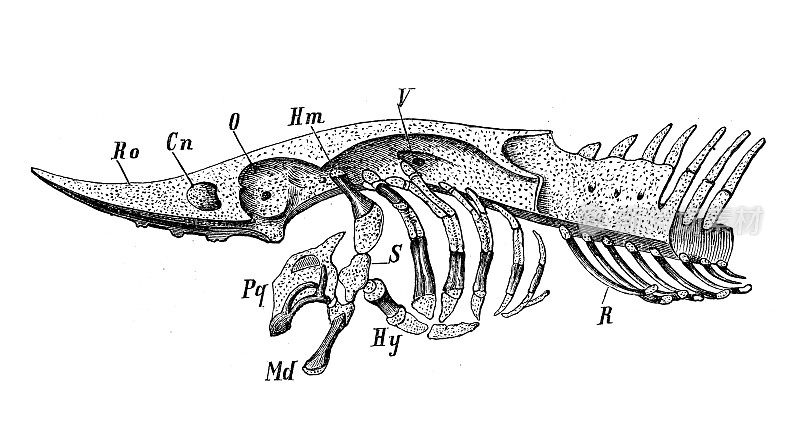 古代生物动物学图像:鱼头骨