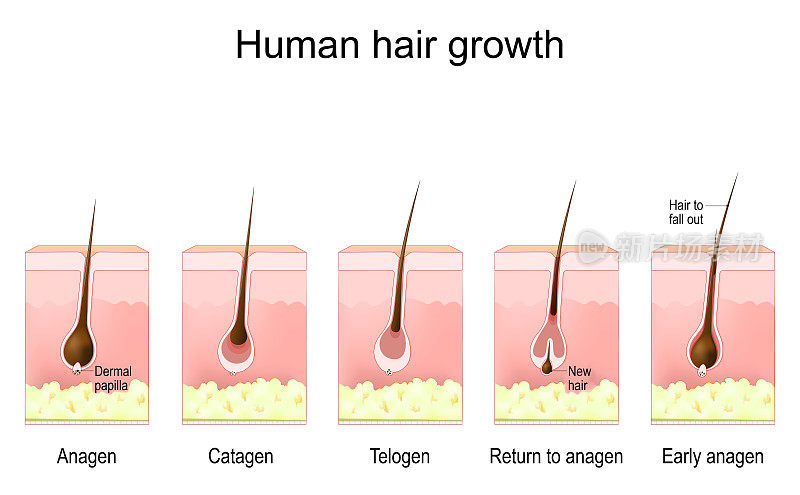人类头发生长。毛囊的生命周期。生长期，衰退期，休止期，