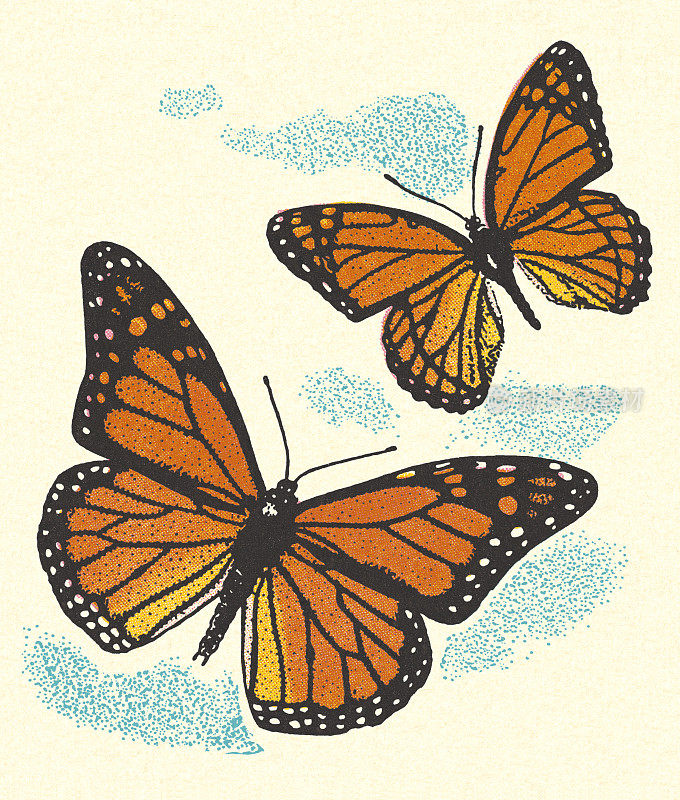 两个蝴蝶