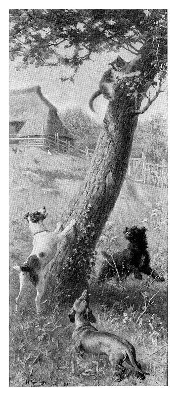 狗把猫追上了树