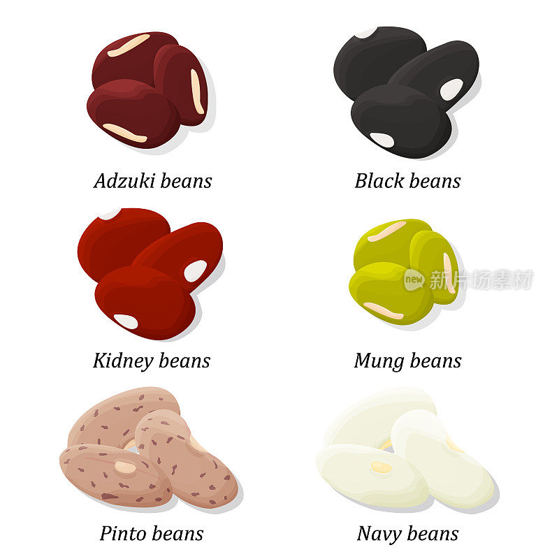 Bean类型集。小豆，黑豆，芸豆，绿豆，花豆和菜豆。向量。