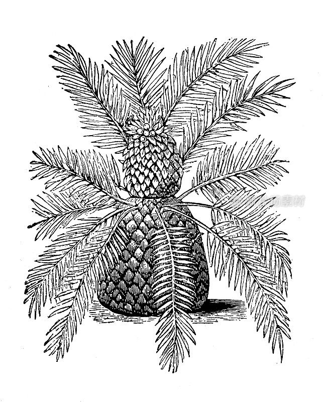 古植物学插图:扎米亚