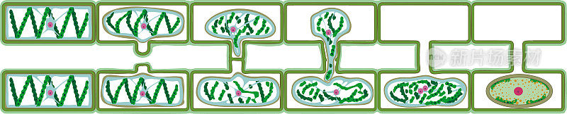 分离于白色背景上的水绵(轮藻绿藻)的生命周期和侧向接合