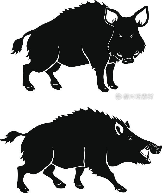 黑色和白色的图标显示了野猪的特征