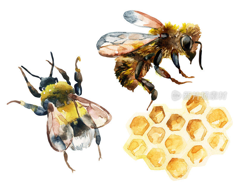 水彩蜂，大黄蜂和蜂房组