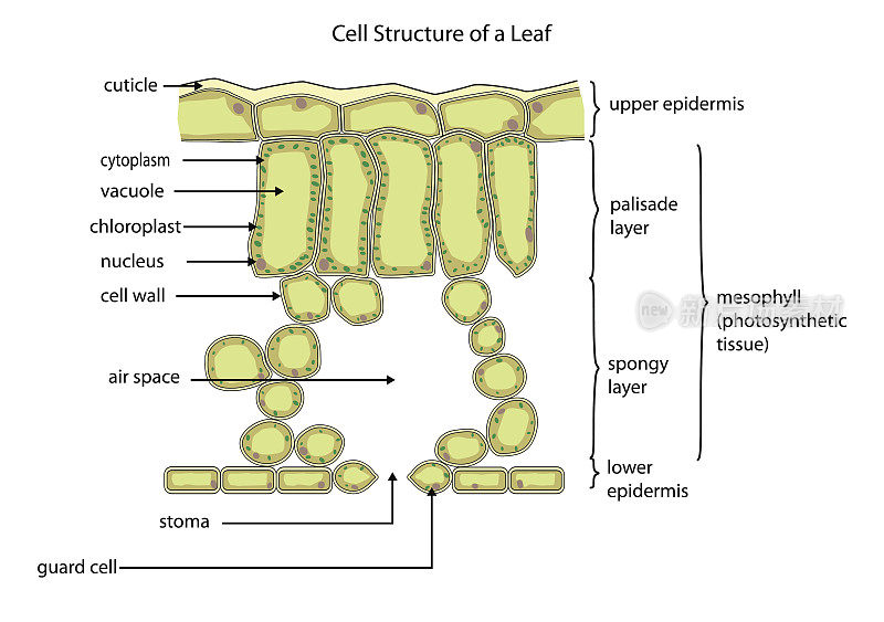 叶的细胞结构