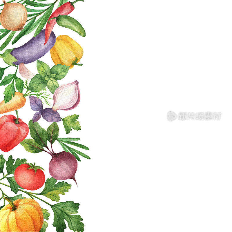 水彩蔬菜和香草孤立的白色背景。