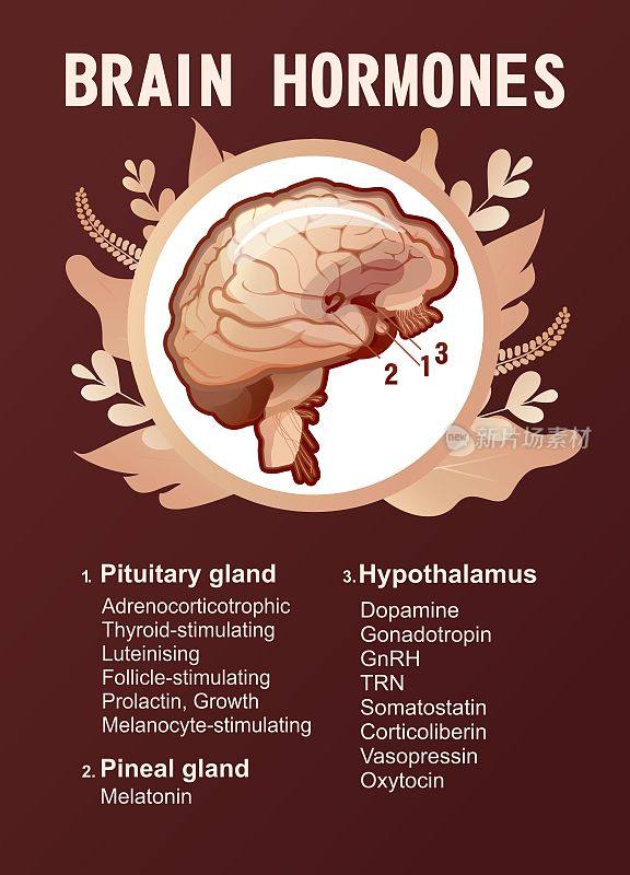 人类大脑激素信息海报