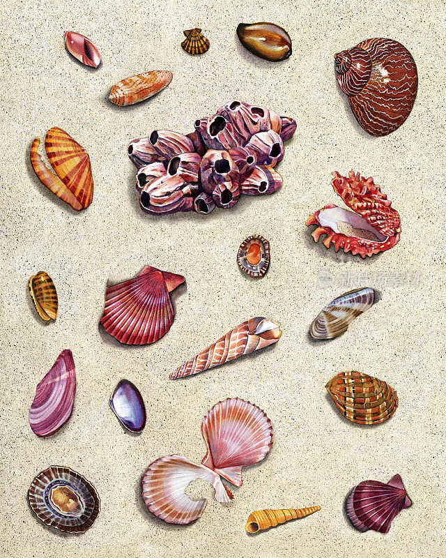 海贝集团