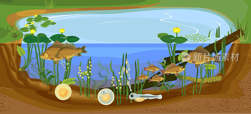 池塘生态系统和鱼类的生命周期。自然生境中鲫鱼(Carassius)淡水鱼从卵到成鱼的发育阶段顺序
