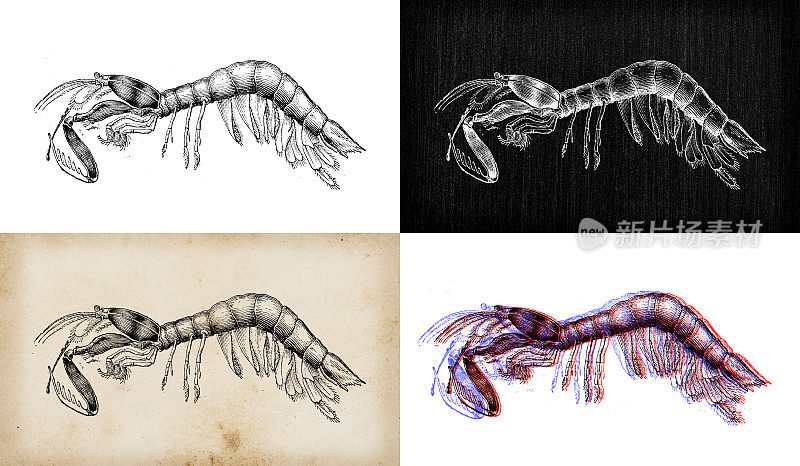 古玩动物插图:牙指虫、孔雀、螳螂、虾