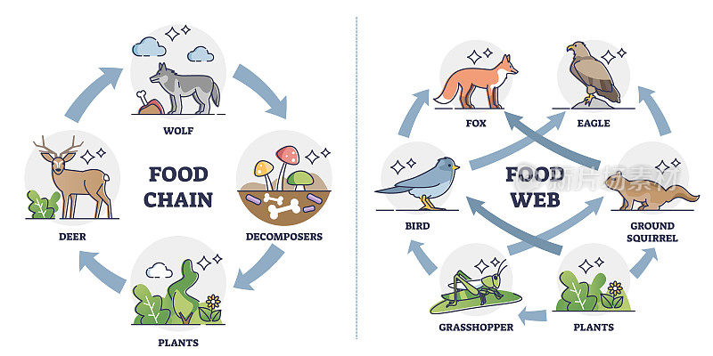 食物链与食物网作为生态系统喂养分类示意图