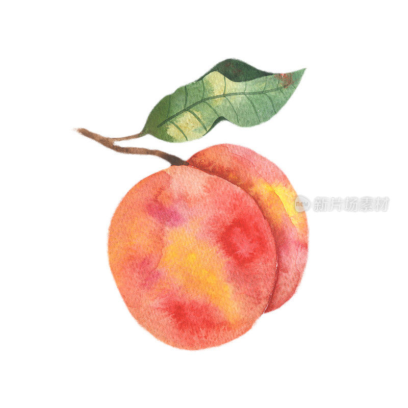 水彩插图与水果，一个多汁的桃子与枝叶在白色的背景。