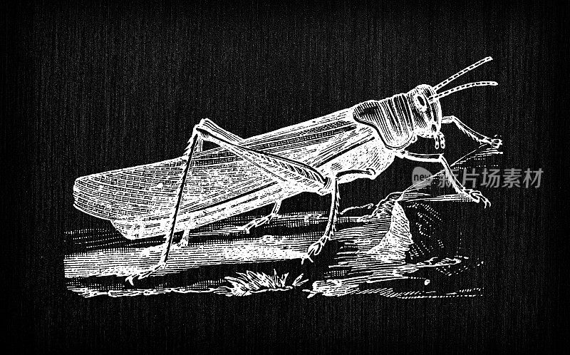 古色古香的法国版画插图:昆虫蚱蜢蟋蟀