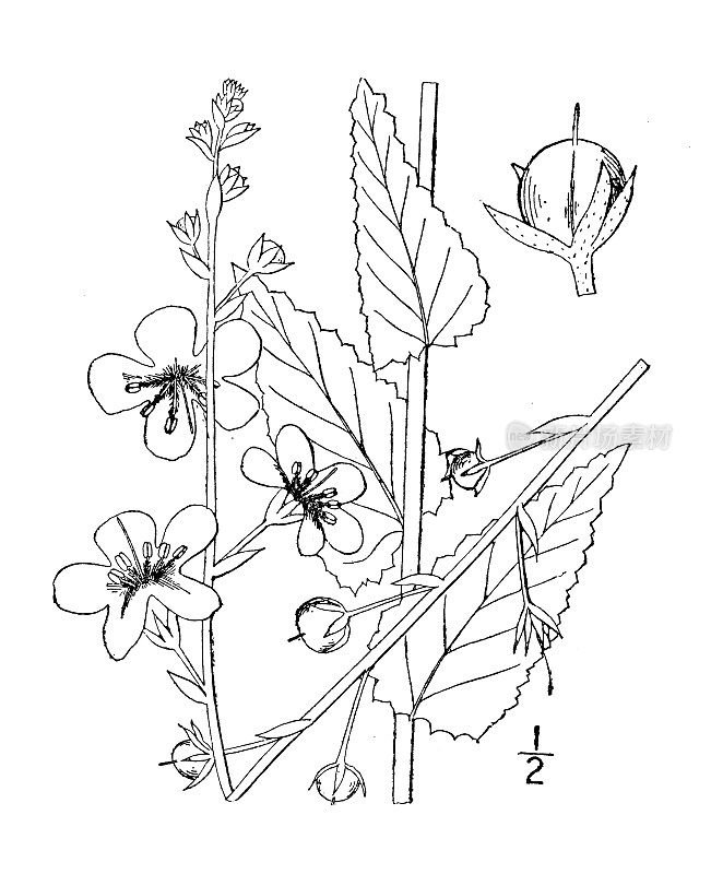 古植物学植物插图:白毫草、飞蛾