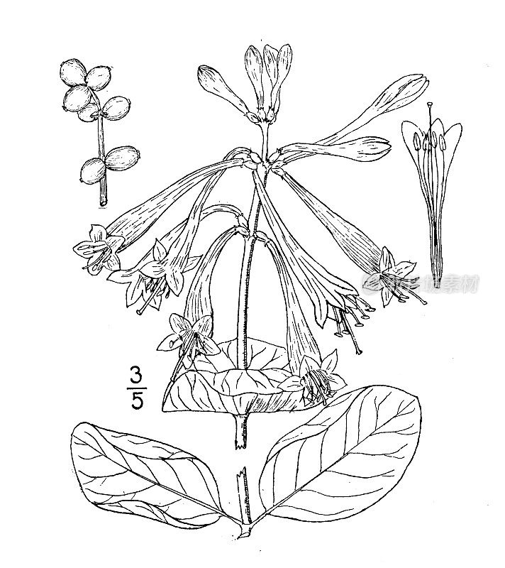 古植物学植物插图:长青忍冬、喇叭花忍冬