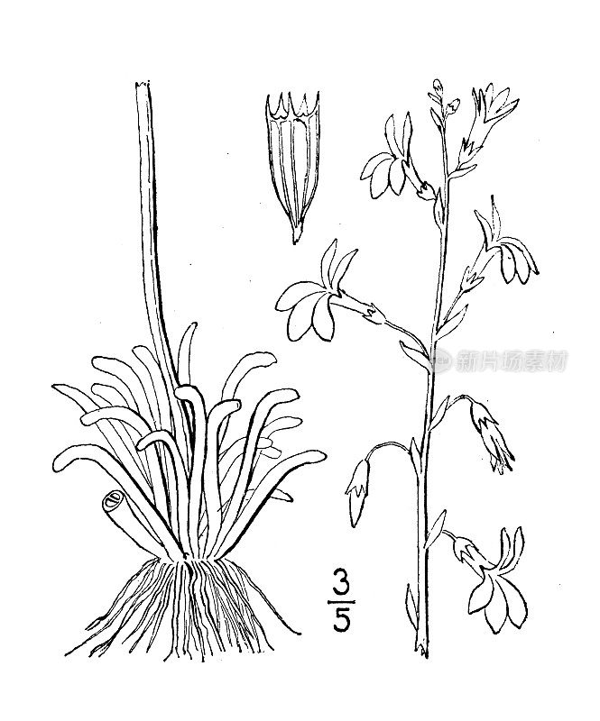 古植物学植物插图:半边莲、水半边莲、水剑兰