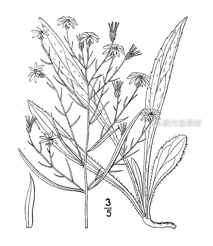 古植物学植物插图:普林格紫菀，普林格紫菀