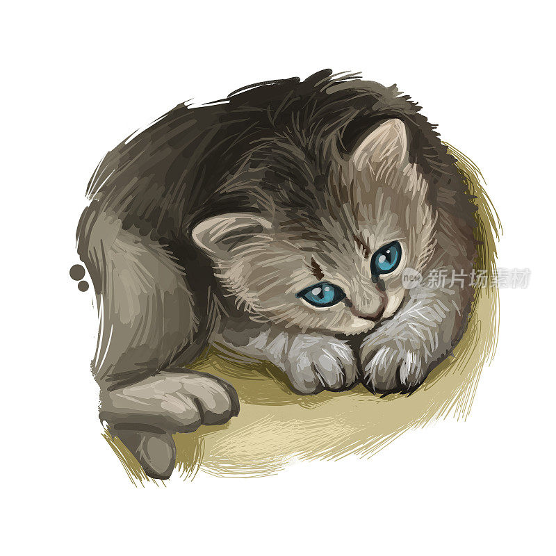 英国长毛猫孤立在白色背景上。手绘kitty的数字艺术插图。优雅的长毛小猫，浓密的灰白色绒毛，深蓝色的眼睛。