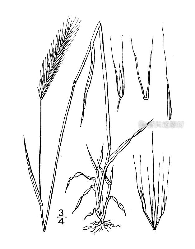 古植物学植物插图:大麦草，草甸大麦