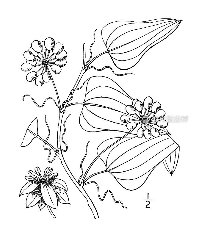 古植物学植物插图:沙弥、戟叶沙弥