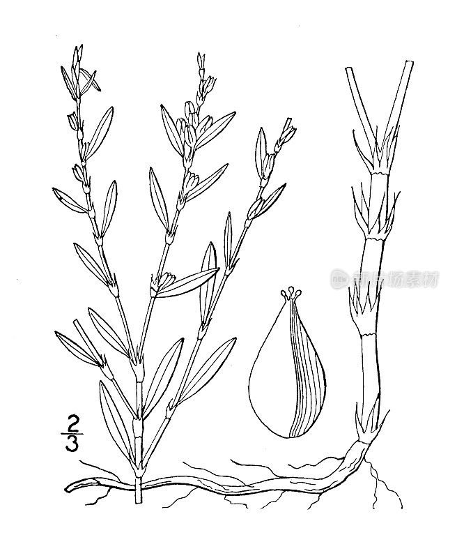 古植物学植物插图:枝蓼、丛生虎杖