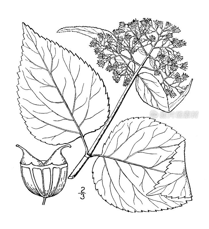 古植物学植物插图:绣球花、野生绣球花