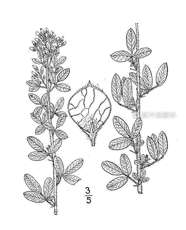 古植物学植物插图:胡枝子，灌木三叶草