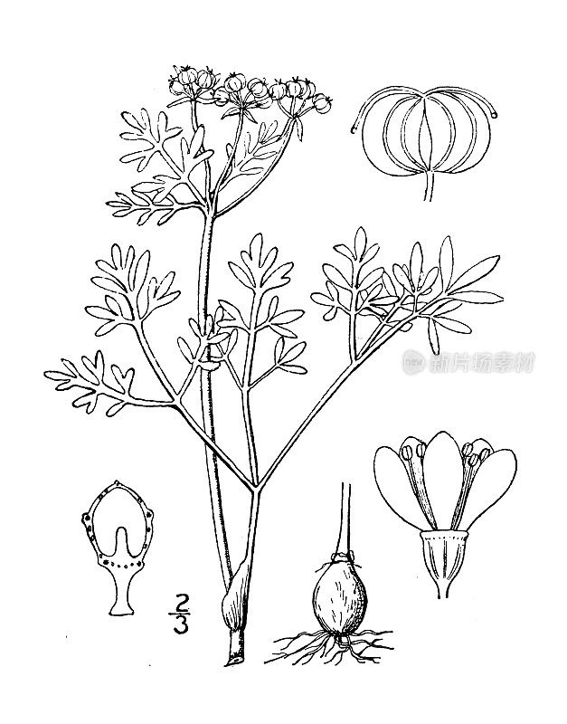 古植物学植物插图:球根芹，春天的预兆