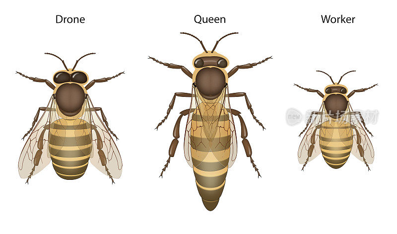 蜜蜂生物学:蜂后，雄蜂和工蜂