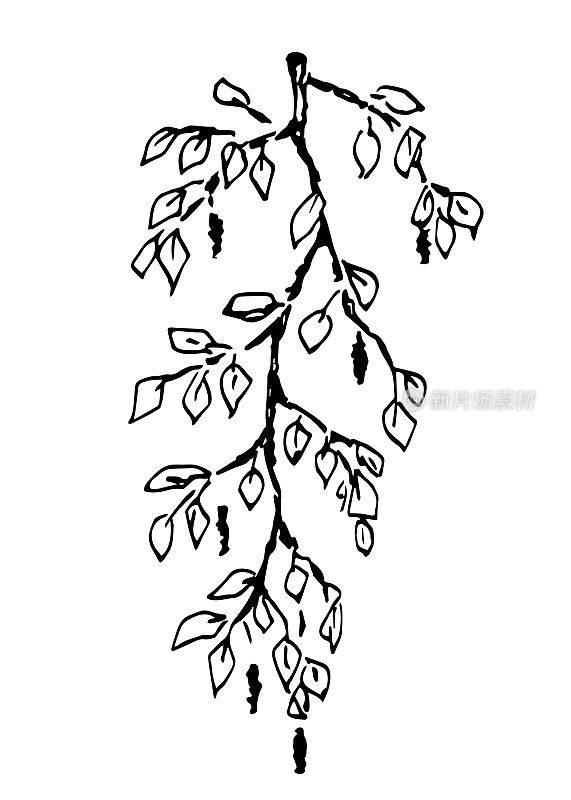 用墨水手绘矢量草图。垂直的插图。挂桦树枝、叶和柳絮。植被和自然。