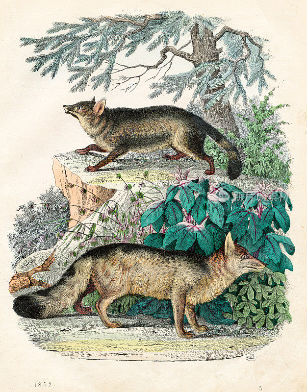 豺狼和赤狐-非常罕见的盘子从“世界之书”1852年
