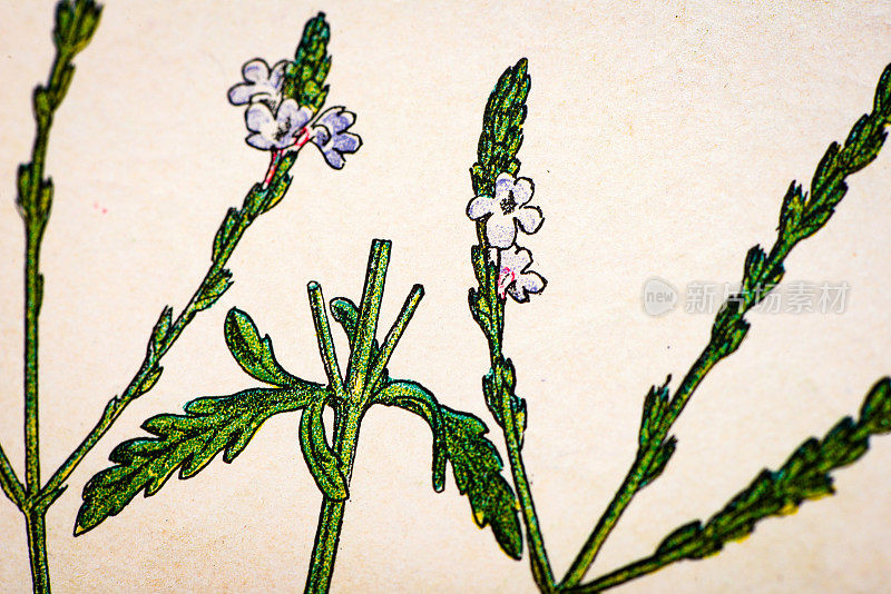 古植物学插图:马鞭草，马鞭草
