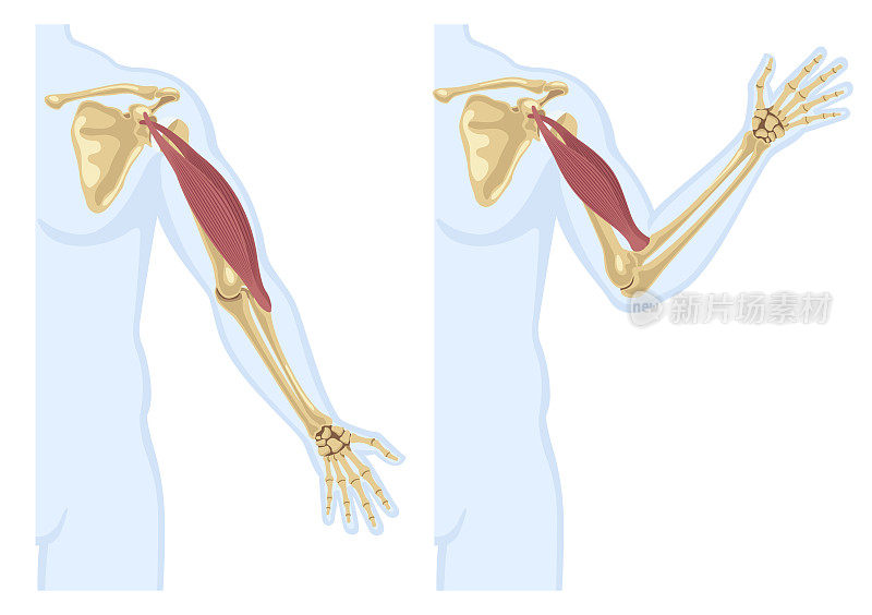 二头肌和骨骼。人类手臂肌肉张力与男性轮廓骨骼和关节。