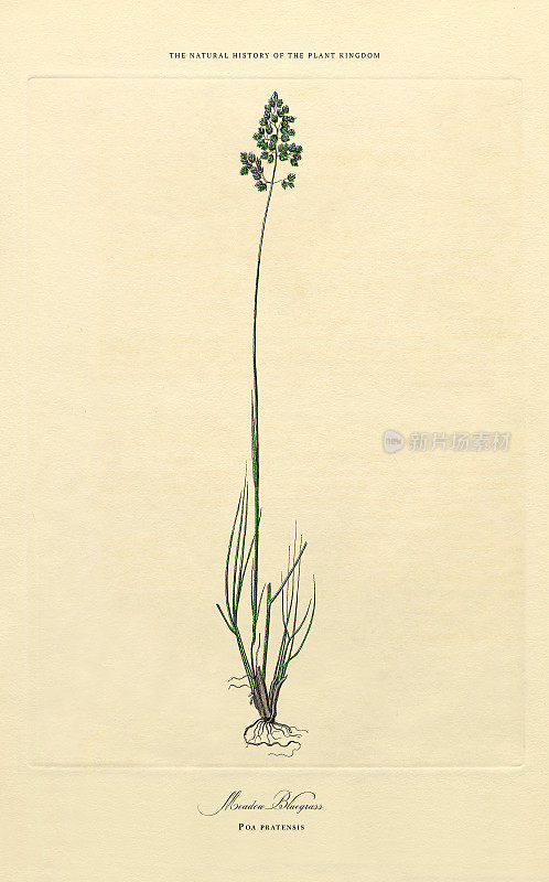 草，植物王国，维多利亚植物插图，大约1853年