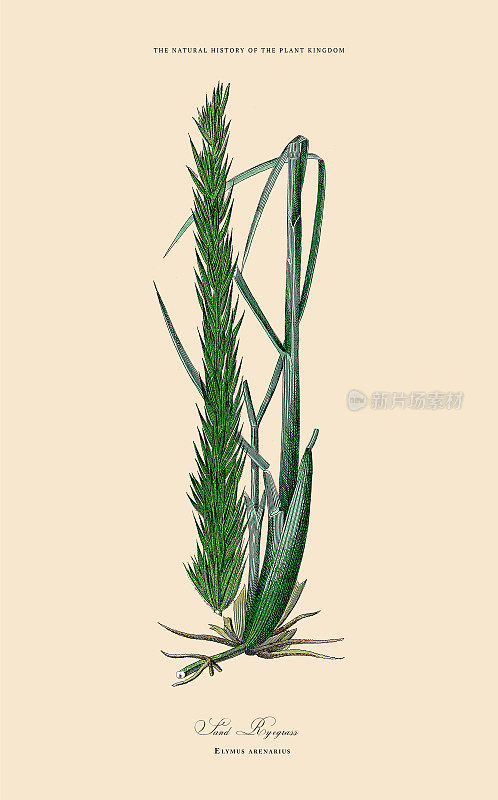 草，植物王国，维多利亚植物插图，大约1853年