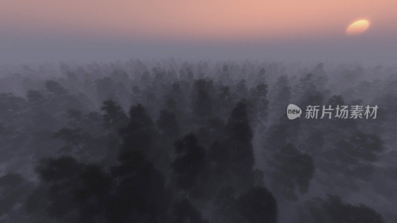 日出时雾气弥漫的松林。