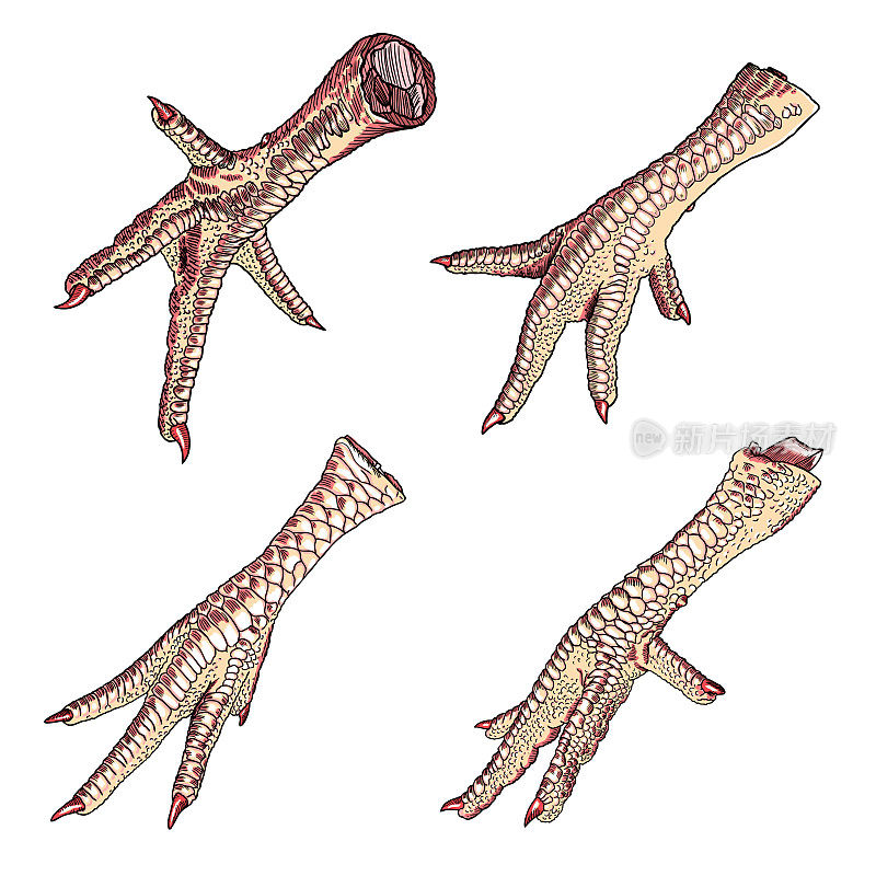 套亚洲奇异美味的部分鸡，公鸡，火鸡脚烹饪传统菜肴。手绘和上色。家禽或母鸡的腿或脚收集，隔离。向量。